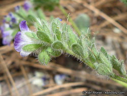 Image de Phacelia davidsonii A. Gray