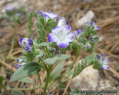 Image de Phacelia davidsonii A. Gray