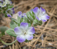 Image de Phacelia davidsonii A. Gray