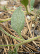 Image de Phacelia davidsonii A. Gray