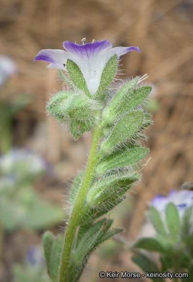 Image de Phacelia davidsonii A. Gray