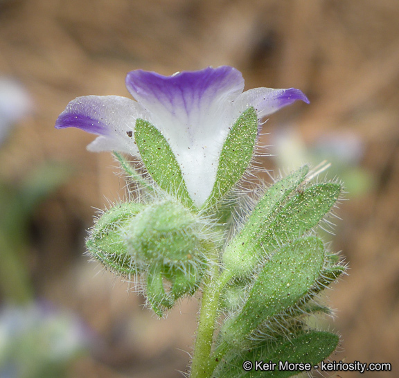 Image de Phacelia davidsonii A. Gray