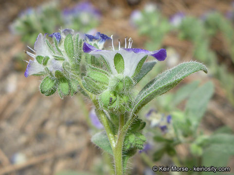 Phacelia davidsonii A. Gray resmi