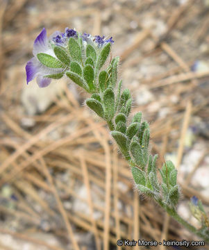 Phacelia davidsonii A. Gray resmi