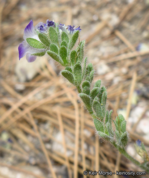 Image de Phacelia davidsonii A. Gray