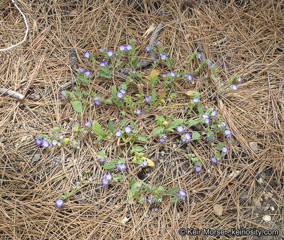 Image de Phacelia davidsonii A. Gray