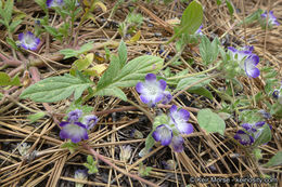 Image de Phacelia davidsonii A. Gray