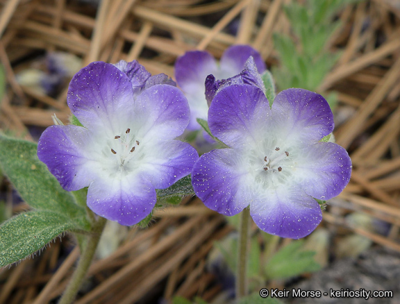 Image de Phacelia davidsonii A. Gray