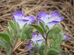 Image de Phacelia davidsonii A. Gray