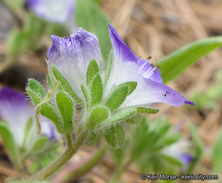 Phacelia davidsonii A. Gray resmi