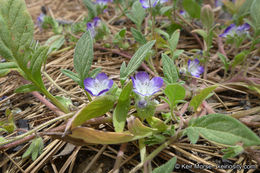 Image de Phacelia davidsonii A. Gray