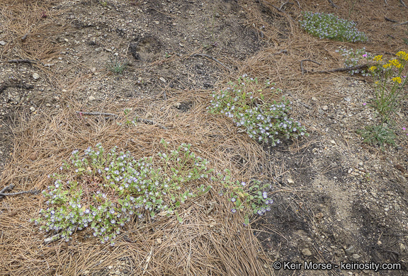 Image de Phacelia davidsonii A. Gray