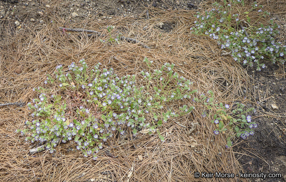 Image de Phacelia davidsonii A. Gray