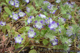 Image de Phacelia davidsonii A. Gray