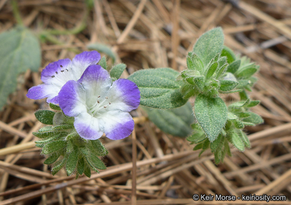 Phacelia davidsonii A. Gray resmi