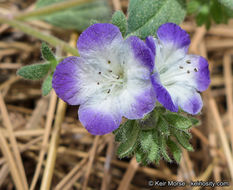 Phacelia davidsonii A. Gray resmi