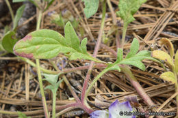 Phacelia davidsonii A. Gray resmi