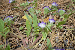 Phacelia davidsonii A. Gray resmi