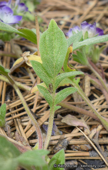 Phacelia davidsonii A. Gray resmi