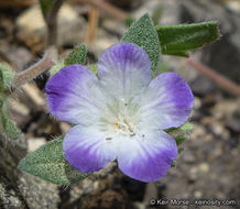 Phacelia davidsonii A. Gray resmi