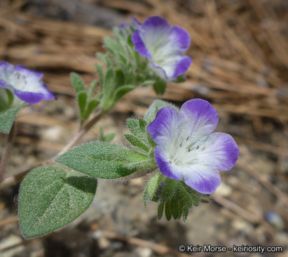 Phacelia davidsonii A. Gray resmi