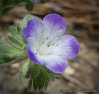 Phacelia davidsonii A. Gray resmi