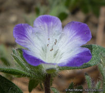 Phacelia davidsonii A. Gray resmi