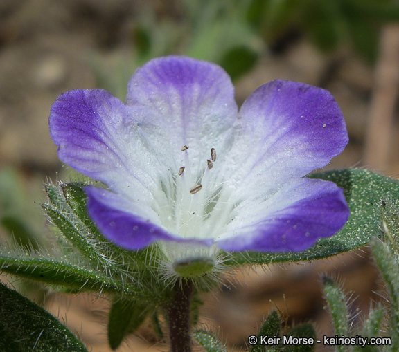 Phacelia davidsonii A. Gray resmi