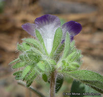 Phacelia davidsonii A. Gray resmi