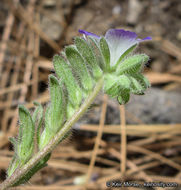 Phacelia davidsonii A. Gray resmi