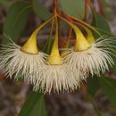 Imagem de Eucalyptus leucoxylon F. Müll.