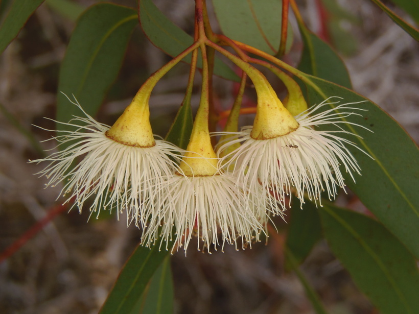 Imagem de Eucalyptus leucoxylon F. Müll.