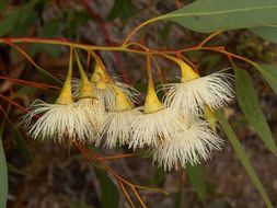 Image de Eucalyptus leucoxylon F. Müll.