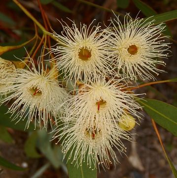 Imagem de Eucalyptus leucoxylon F. Müll.