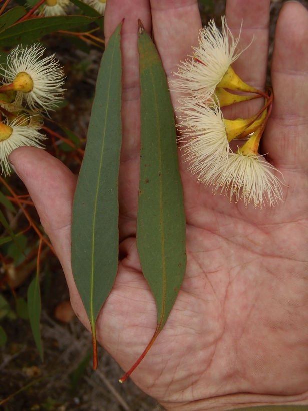 Imagem de Eucalyptus leucoxylon F. Müll.