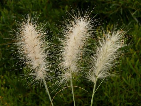 Imagem de <i>Pennisetum villosum</i>