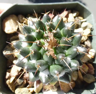 Image of <i>Mammillaria bucareliensis</i>