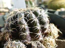 Image de <i>Echinopsis ancistrophora</i> ssp. <i>arachnacantha</i>