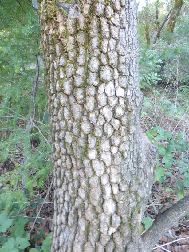 Image of japanese persimmon