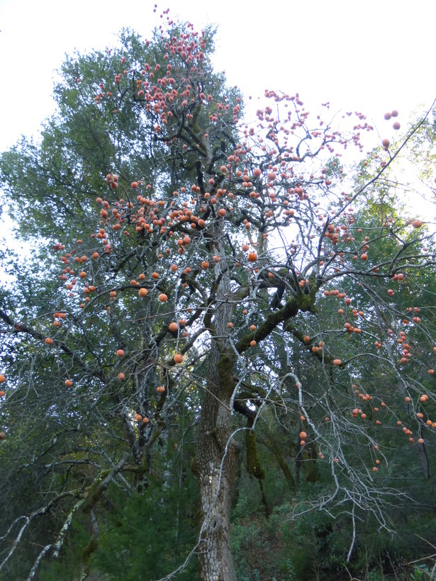 Image of japanese persimmon