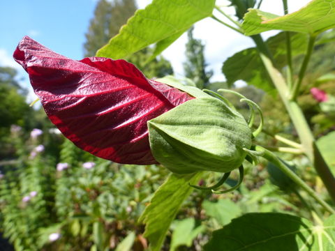 Image of crimsoneyed rosemallow