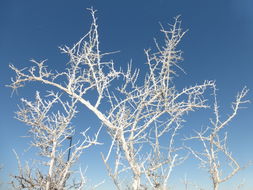 Image of black greasewood