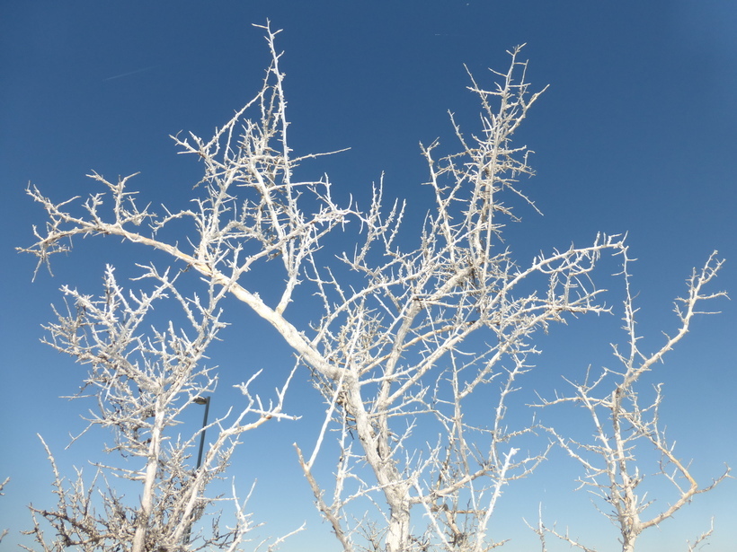 Image of black greasewood