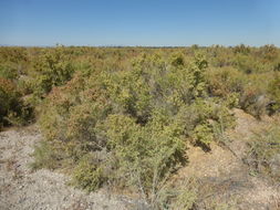 Image of black greasewood