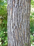 Image of Mitten tree