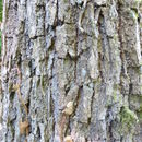 Sivun Quercus stellata Wangenh. kuva