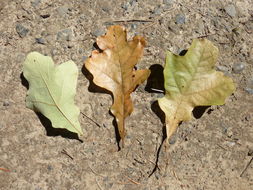 Image of Iron Oak