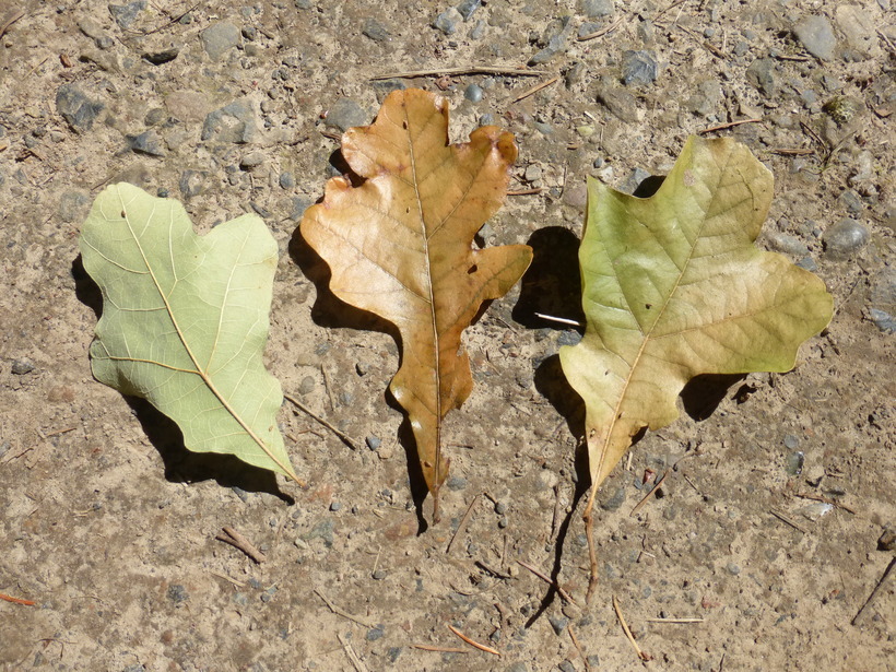 Sivun Quercus stellata Wangenh. kuva