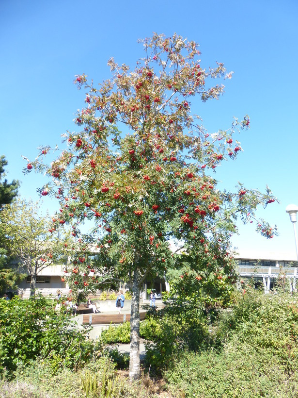 صورة شجرة السمن
