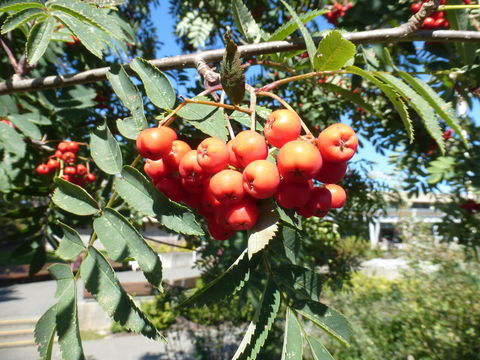 Image of rowan,  moutain ash